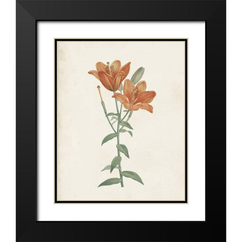 Classic Botanicals V Black Modern Wood Framed Art Print with Double Matting by Redoute, Pierre