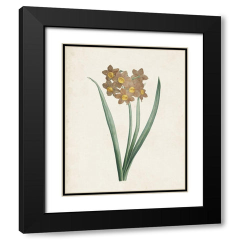 Classic Botanicals VI Black Modern Wood Framed Art Print with Double Matting by Redoute, Pierre