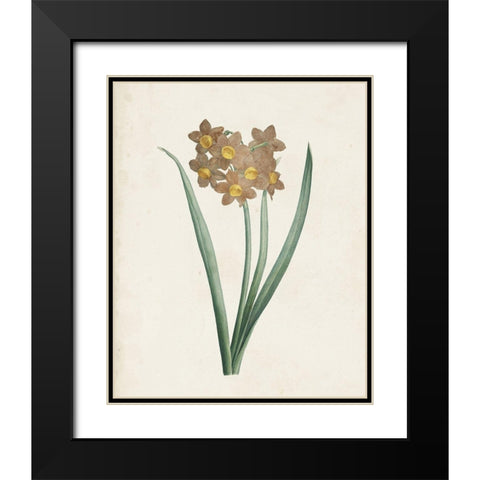Classic Botanicals VI Black Modern Wood Framed Art Print with Double Matting by Redoute, Pierre