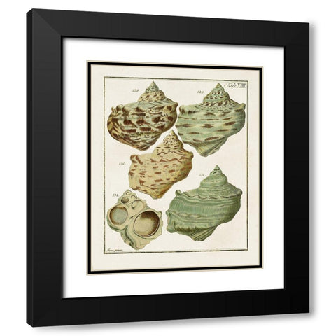 Pastel Shell Pair II Black Modern Wood Framed Art Print with Double Matting by Unknown