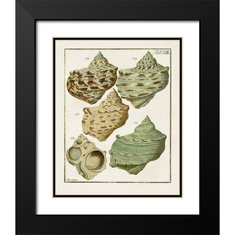 Pastel Shell Pair II Black Modern Wood Framed Art Print with Double Matting by Unknown
