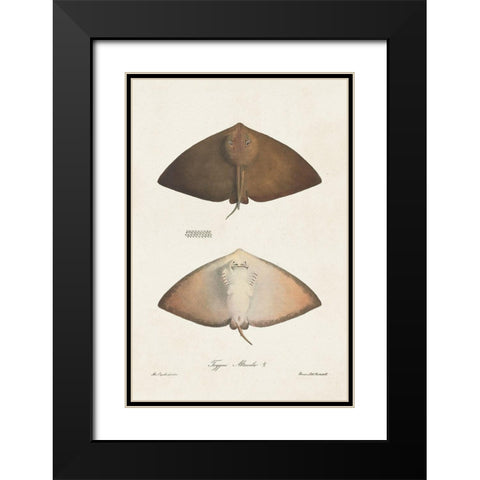 Antique Rays II Black Modern Wood Framed Art Print with Double Matting by Unknown