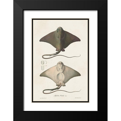 Antique Rays IV Black Modern Wood Framed Art Print with Double Matting by Unknown