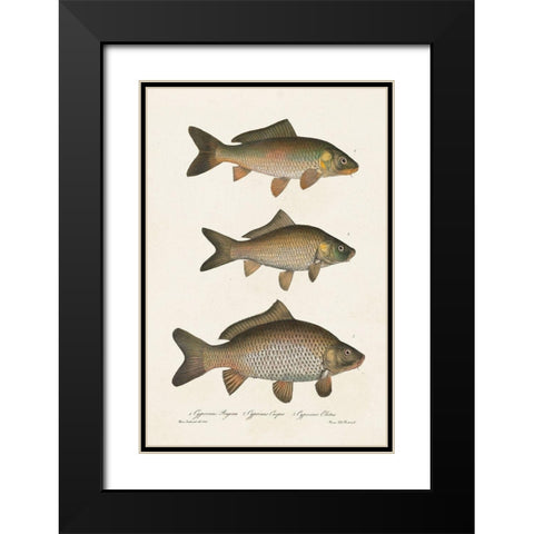 Species of Antique Fish I Black Modern Wood Framed Art Print with Double Matting by Unknown