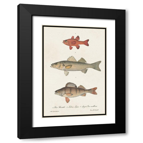 Species of Antique Fish II Black Modern Wood Framed Art Print with Double Matting by Unknown