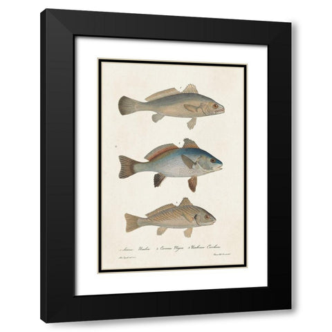 Species of Antique Fish III Black Modern Wood Framed Art Print with Double Matting by Unknown