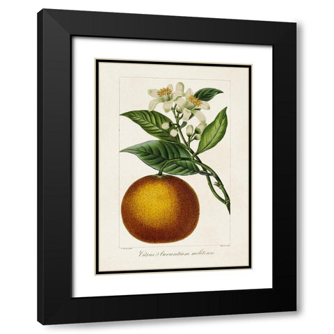 Antique Citrus Fruit I Black Modern Wood Framed Art Print with Double Matting by Bessa, Pancrace