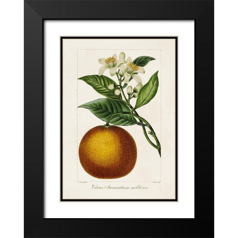 Antique Citrus Fruit I Black Modern Wood Framed Art Print with Double Matting by Bessa, Pancrace