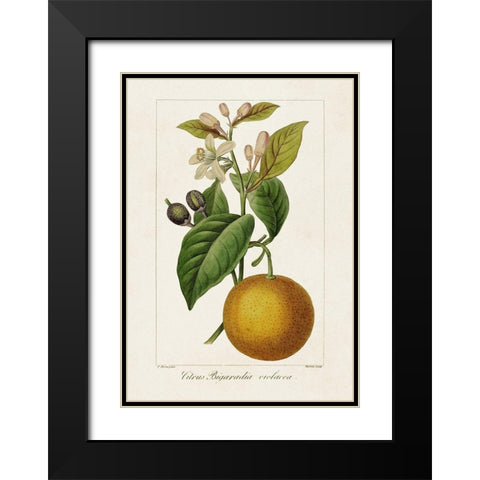 Antique Citrus Fruit II Black Modern Wood Framed Art Print with Double Matting by Bessa, Pancrace