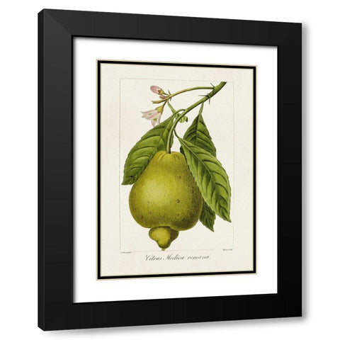 Antique Citrus Fruit III Black Modern Wood Framed Art Print with Double Matting by Bessa, Pancrace