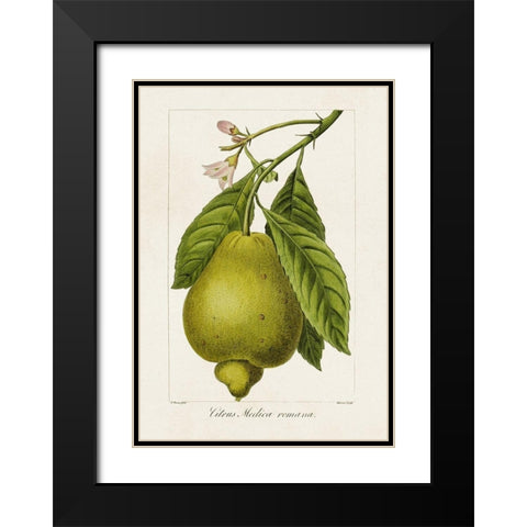 Antique Citrus Fruit III Black Modern Wood Framed Art Print with Double Matting by Bessa, Pancrace