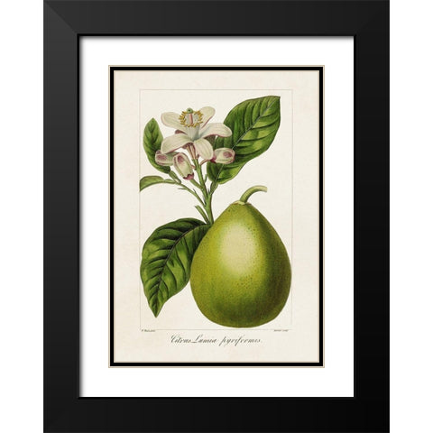 Antique Citrus Fruit IV Black Modern Wood Framed Art Print with Double Matting by Bessa, Pancrace