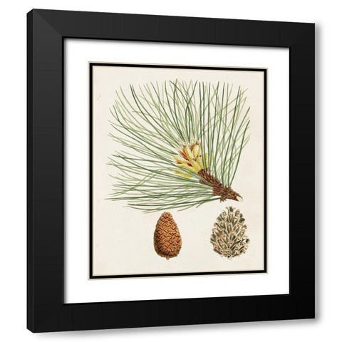 Antique Pine Cones IV Black Modern Wood Framed Art Print with Double Matting by Unknown