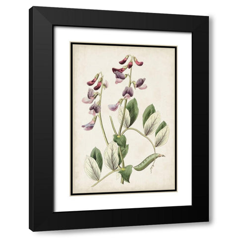 Antique Botanical Collection I Black Modern Wood Framed Art Print with Double Matting by Ridgeway
