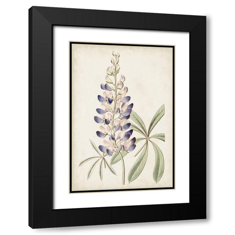 Antique Botanical Collection II Black Modern Wood Framed Art Print with Double Matting by Ridgeway