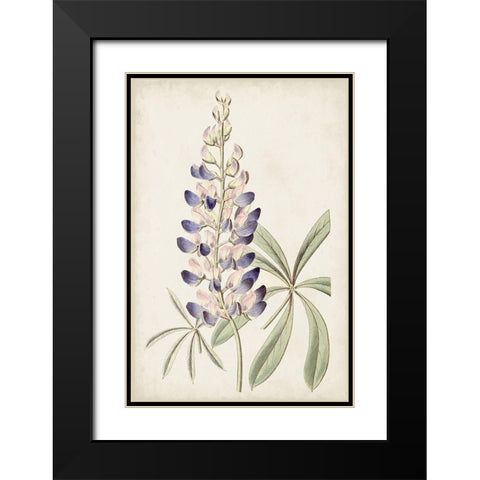 Antique Botanical Collection II Black Modern Wood Framed Art Print with Double Matting by Ridgeway