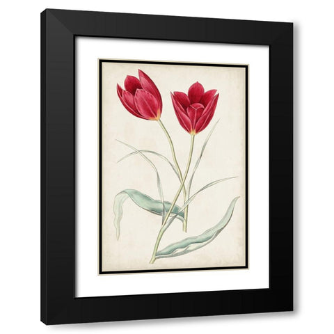 Antique Botanical Collection III Black Modern Wood Framed Art Print with Double Matting by Ridgeway