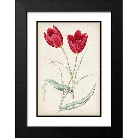 Antique Botanical Collection III Black Modern Wood Framed Art Print with Double Matting by Ridgeway