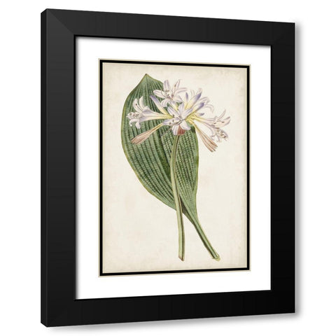 Antique Botanical Collection IV Black Modern Wood Framed Art Print with Double Matting by Ridgeway