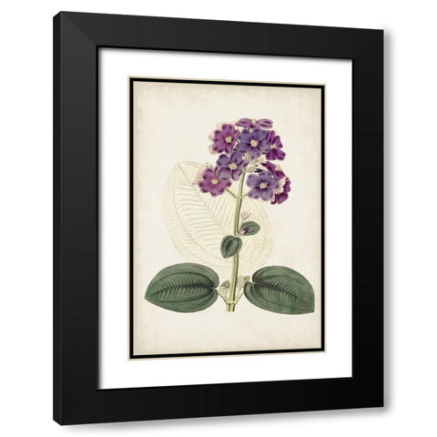 Antique Botanical Collection V Black Modern Wood Framed Art Print with Double Matting by Ridgeway