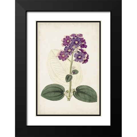 Antique Botanical Collection V Black Modern Wood Framed Art Print with Double Matting by Ridgeway