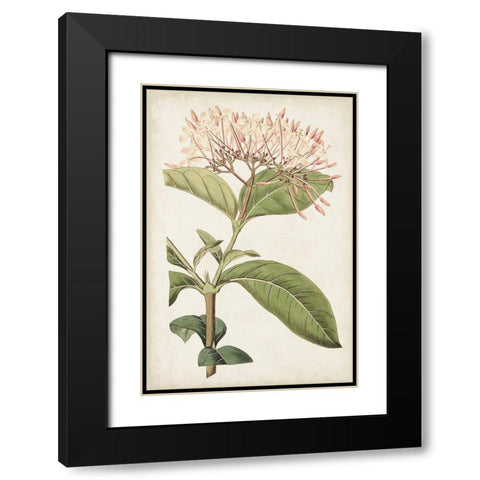 Antique Botanical Collection VI Black Modern Wood Framed Art Print with Double Matting by Ridgeway