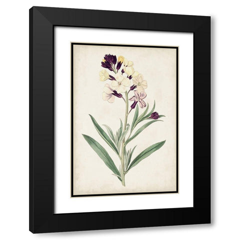 Antique Botanical Collection VII Black Modern Wood Framed Art Print with Double Matting by Ridgeway