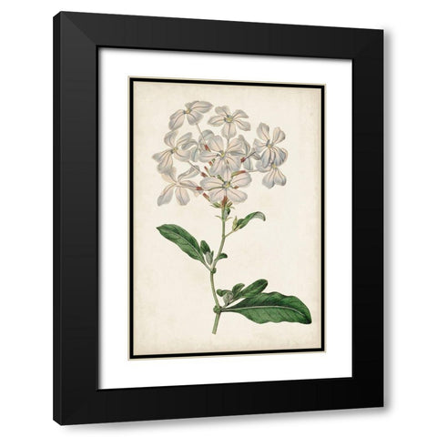 Antique Botanical Collection VIII Black Modern Wood Framed Art Print with Double Matting by Ridgeway