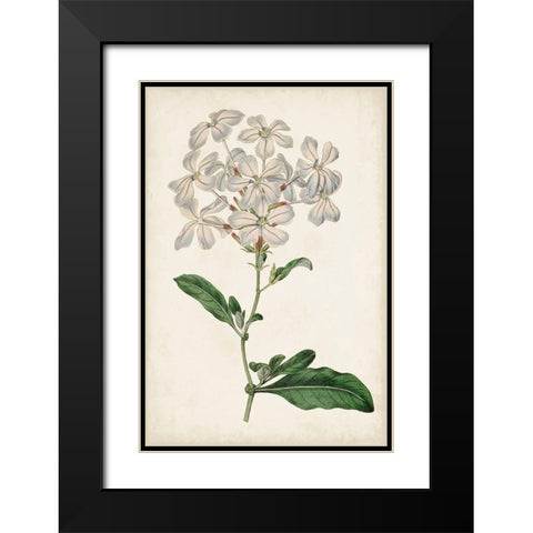 Antique Botanical Collection VIII Black Modern Wood Framed Art Print with Double Matting by Ridgeway