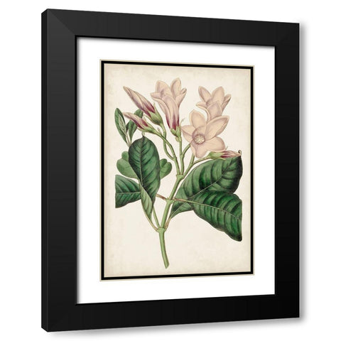 Antique Botanical Collection IX Black Modern Wood Framed Art Print with Double Matting by Ridgeway