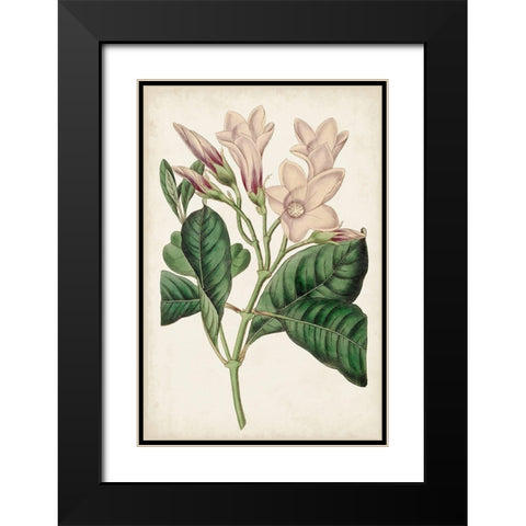 Antique Botanical Collection IX Black Modern Wood Framed Art Print with Double Matting by Ridgeway