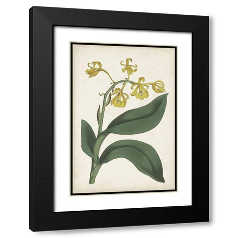 Antique Botanical Collection X Black Modern Wood Framed Art Print with Double Matting by Ridgeway