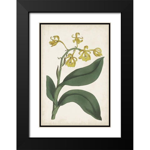 Antique Botanical Collection X Black Modern Wood Framed Art Print with Double Matting by Ridgeway
