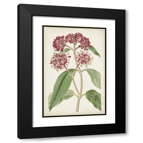 Antique Botanical Collection XI Black Modern Wood Framed Art Print with Double Matting by Ridgeway