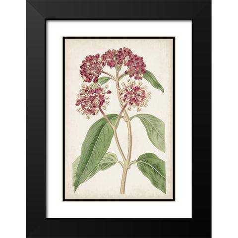Antique Botanical Collection XI Black Modern Wood Framed Art Print with Double Matting by Ridgeway