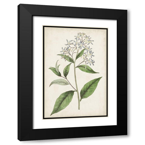 Antique Botanical Collection XII Black Modern Wood Framed Art Print with Double Matting by Ridgeway