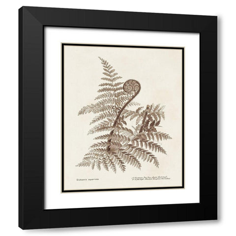 Sepia Fern Varieties I Black Modern Wood Framed Art Print with Double Matting by Unknown