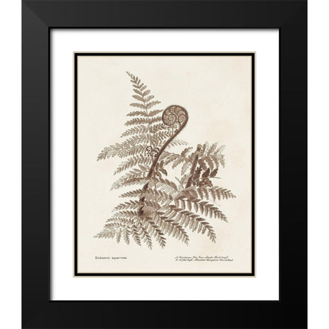Sepia Fern Varieties I Black Modern Wood Framed Art Print with Double Matting by Unknown
