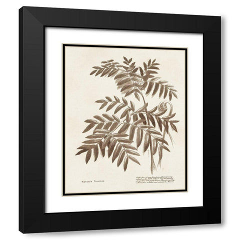 Sepia Fern Varieties II Black Modern Wood Framed Art Print with Double Matting by Unknown