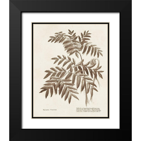 Sepia Fern Varieties II Black Modern Wood Framed Art Print with Double Matting by Unknown