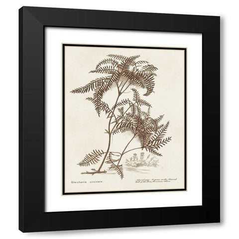 Sepia Fern Varieties III Black Modern Wood Framed Art Print with Double Matting by Unknown