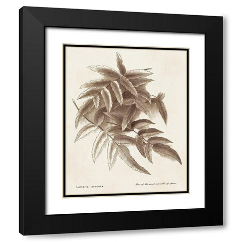 Sepia Fern Varieties IV Black Modern Wood Framed Art Print with Double Matting by Unknown