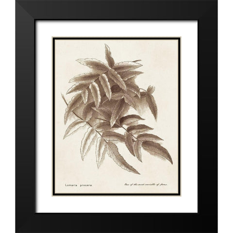 Sepia Fern Varieties IV Black Modern Wood Framed Art Print with Double Matting by Unknown