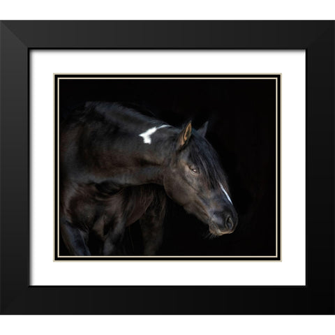 Equine Portrait IV Black Modern Wood Framed Art Print with Double Matting by PHBurchett