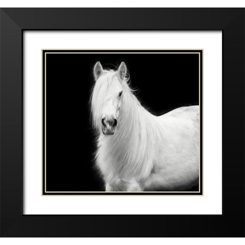 Equine Portrait V Black Modern Wood Framed Art Print with Double Matting by PHBurchett