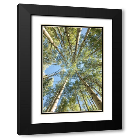 Looking Up Black Modern Wood Framed Art Print with Double Matting by Head, Danny