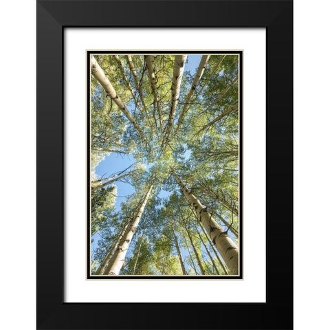 Looking Up Black Modern Wood Framed Art Print with Double Matting by Head, Danny