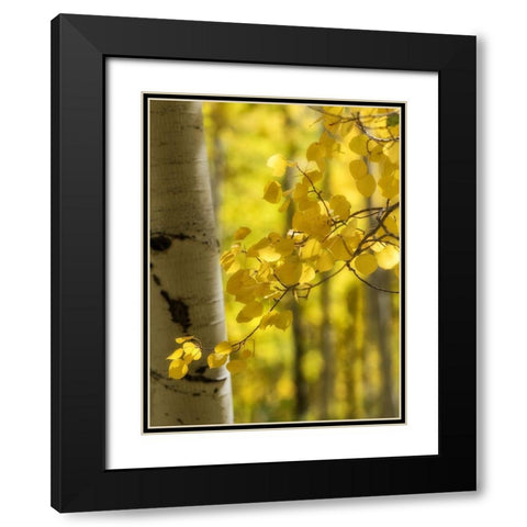 Aspen Highlights Black Modern Wood Framed Art Print with Double Matting by Head, Danny