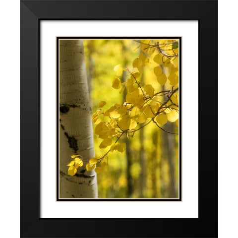 Aspen Highlights Black Modern Wood Framed Art Print with Double Matting by Head, Danny