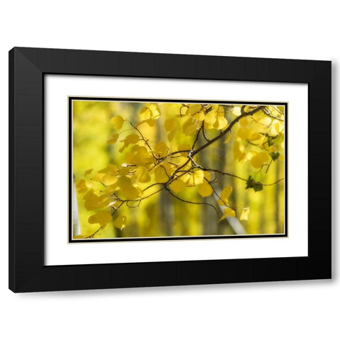 Aspen Backlight Black Modern Wood Framed Art Print with Double Matting by Head, Danny